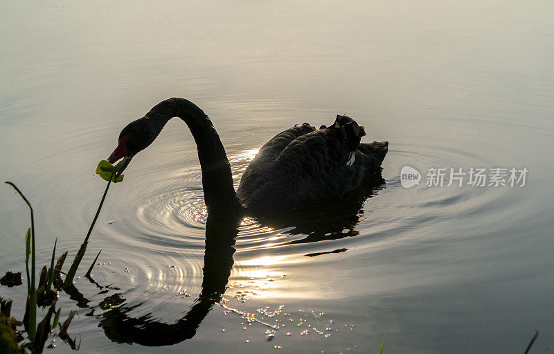 日落时湖面上黑天鹅的倒影