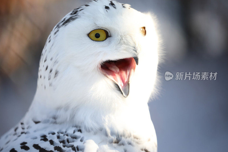 雪鸮