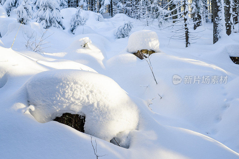 捷克波西米亚冬季森林的树干被雪覆盖