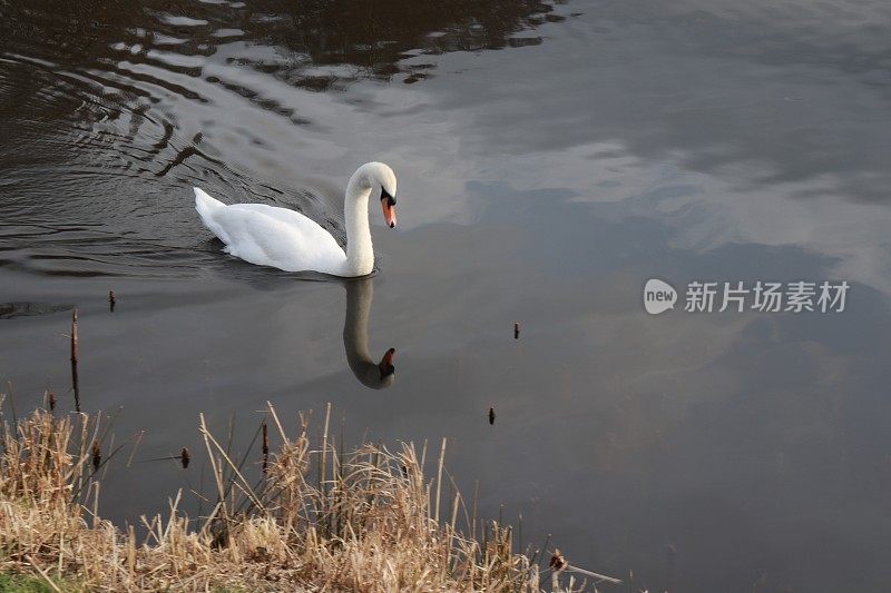 孤独的天鹅在湖上游泳