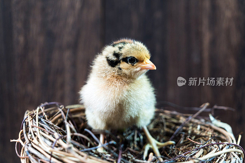 美丽的鸡宝宝