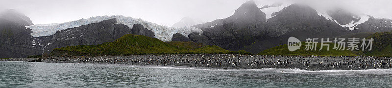 在圣安德鲁湾海滩上的大企鹅群的宽阔视野