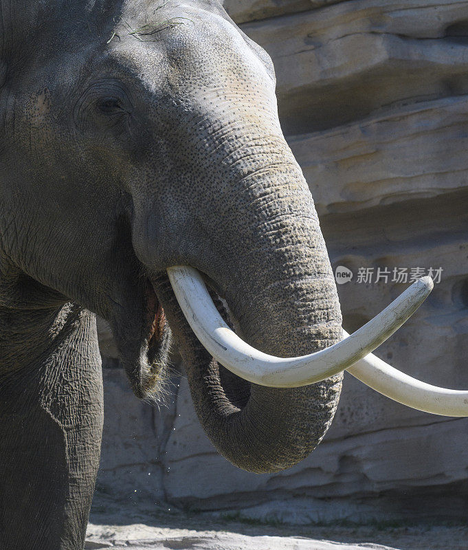长着白色长牙的亚洲象用鼻子进食