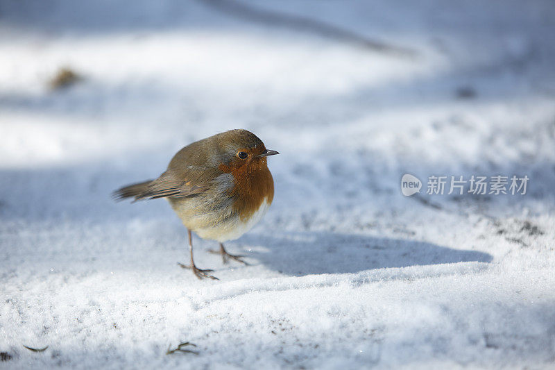 雪地里的罗宾