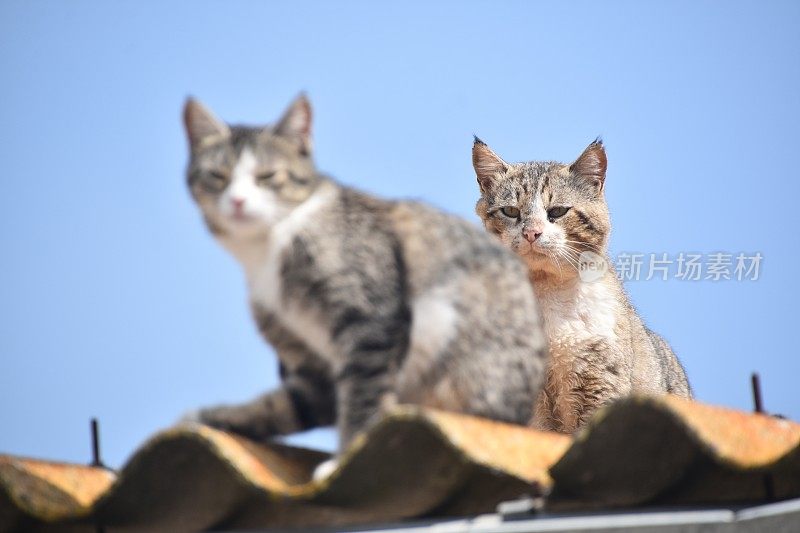 两只猫坐在屋顶上