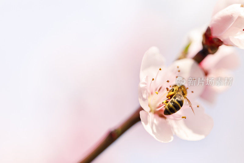 樱花与蜜蜂的特写