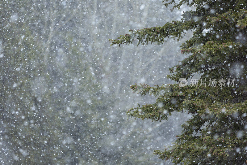 森林里的雪