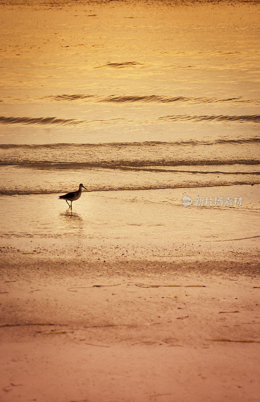 温暖的热带海滩上的海鸟-波浪中的涉水鸟-海岸
