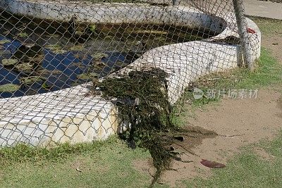 池塘的形象网覆盖水面小花园与混凝土墙，清洁池塘杂草睡莲，保护鱼金鱼从鹭，鸟类，儿童学步危险与池塘安全网围栏阻止儿童溺水落入水中，不能游泳