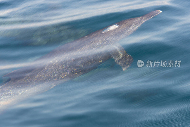 在观看海豚之旅期间，海豚在海里游泳。