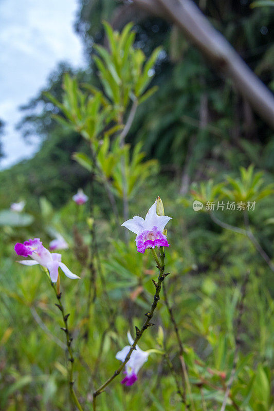 马来西亚:竹兰花