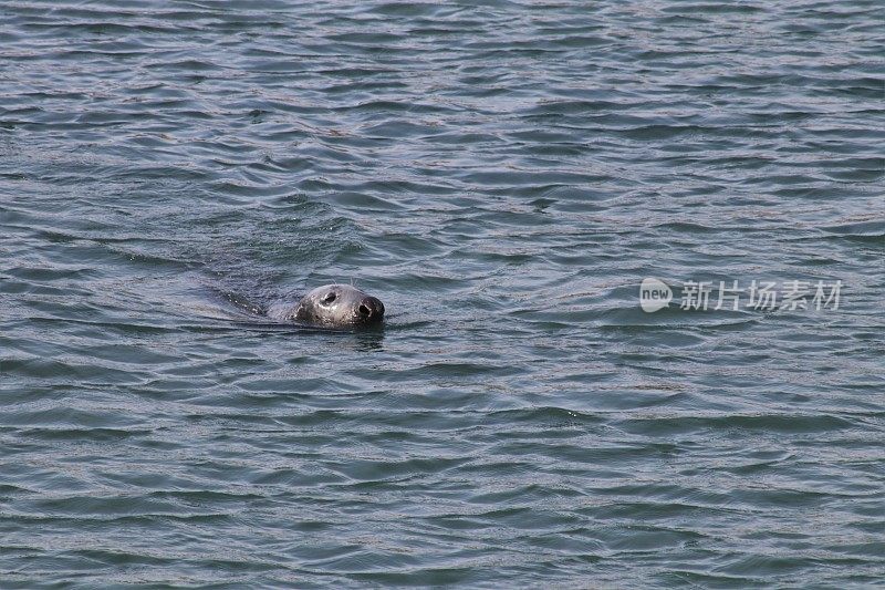 港海豹游泳