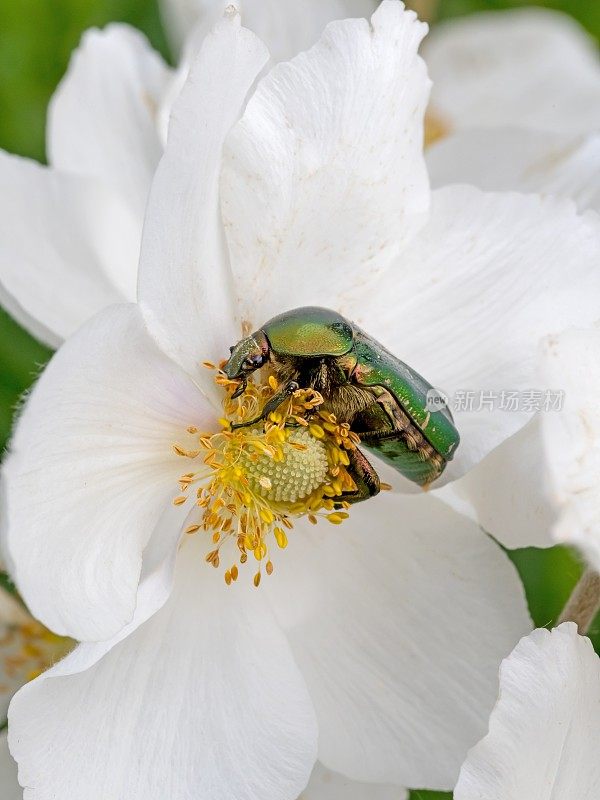 金色闪亮的玫瑰甲虫在白花上吃