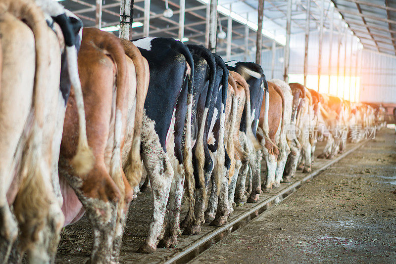 牲口棚里等着挤奶的奶牛