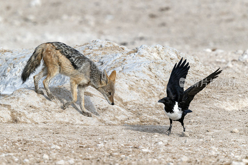 纳米比亚埃托沙国家公园，黑背豺狼惊叫彩斑乌鸦。