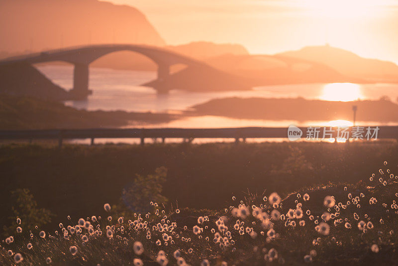 挪威罗浮敦市的弗雷德旺大桥在夕阳下聚焦在花朵上