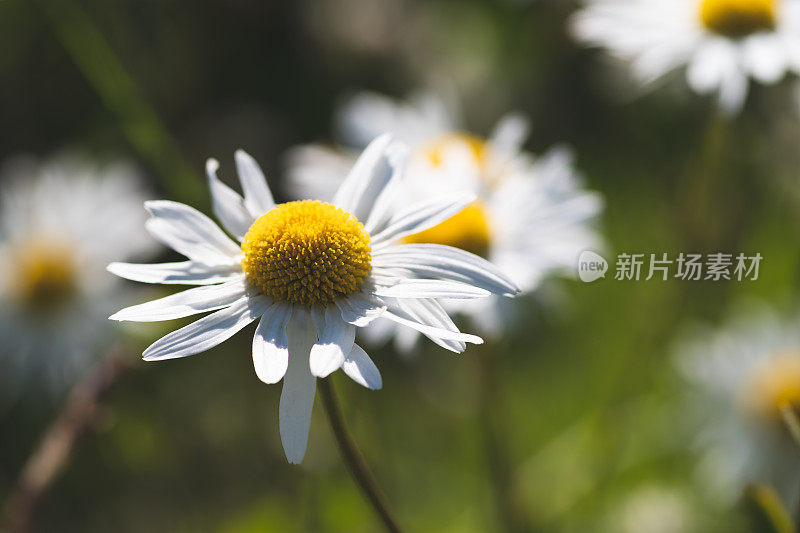 未经栽培的雏菊随风生长在海岸