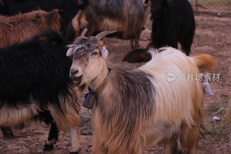 伊朗设拉子的伊朗山区牧民的山羊