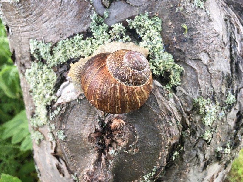 螺旋pomatia，俗称罗马蜗牛，勃艮第蜗牛，食用蜗牛或蜗牛，是一种大型的，可食用的，呼吸空气的陆地蜗牛，一种肺腹足类陆地软体动物，在螺旋科。