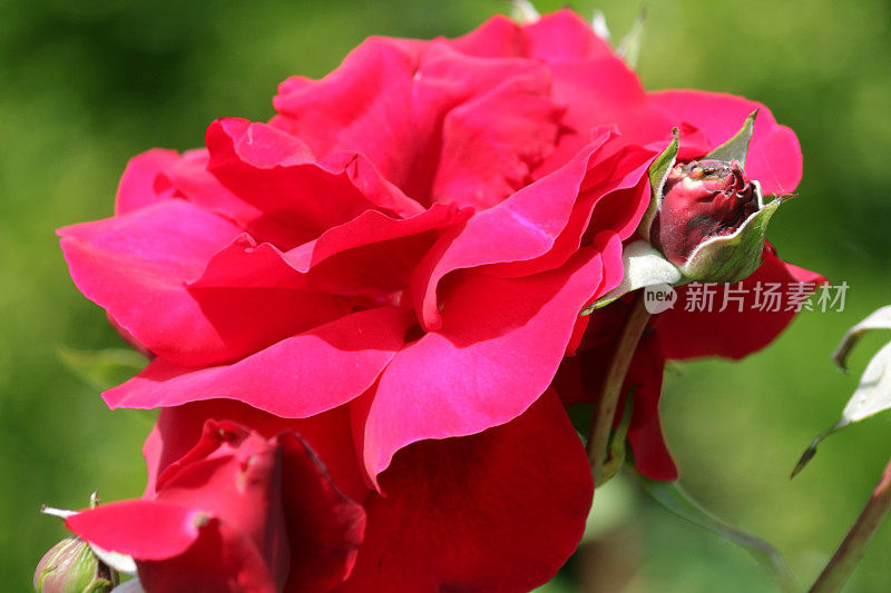 单朵红玫瑰和花蕾生长在夏季花园，一束玫瑰花，花瓣，模糊绿色园艺背景，浪漫的红玫瑰情人节浪漫花束，孤立的单玫瑰灌木灌木户外