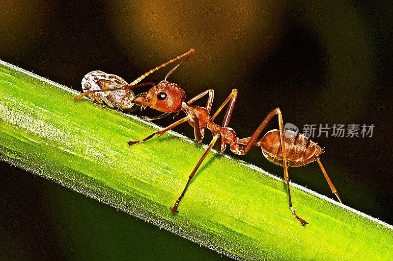 绿色的树枝上有蚂蚁和蚜虫。