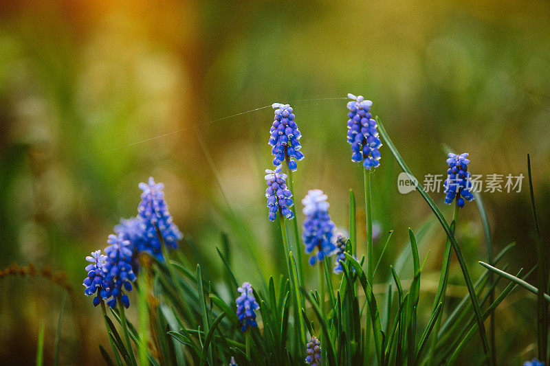 葡萄风信子muscari