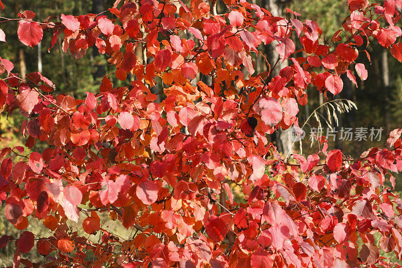 秋天的背景——小苹果树的红叶。印度的夏天。