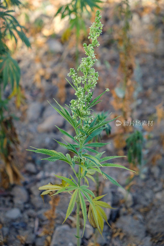 大麻(Hemp)植物