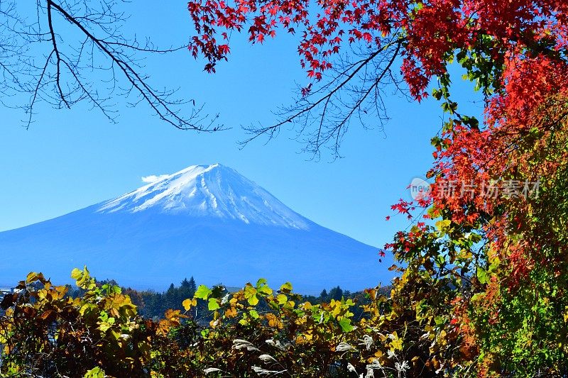 日本富士五湖地区的富士山和秋叶色