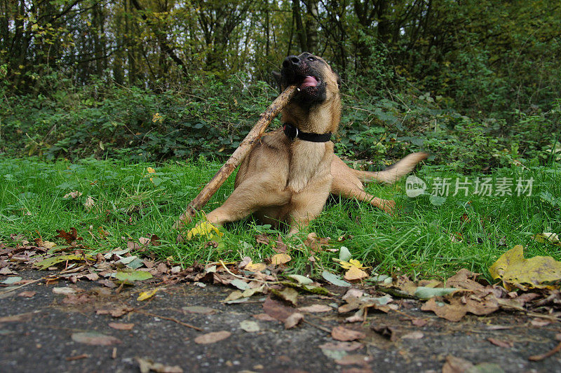 警犬训练