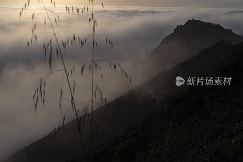 草地的剪影在太平洋上空形成的低云的全景前。美国加州西海岸，卡布里洛高速公路，大苏尔附近的山脉