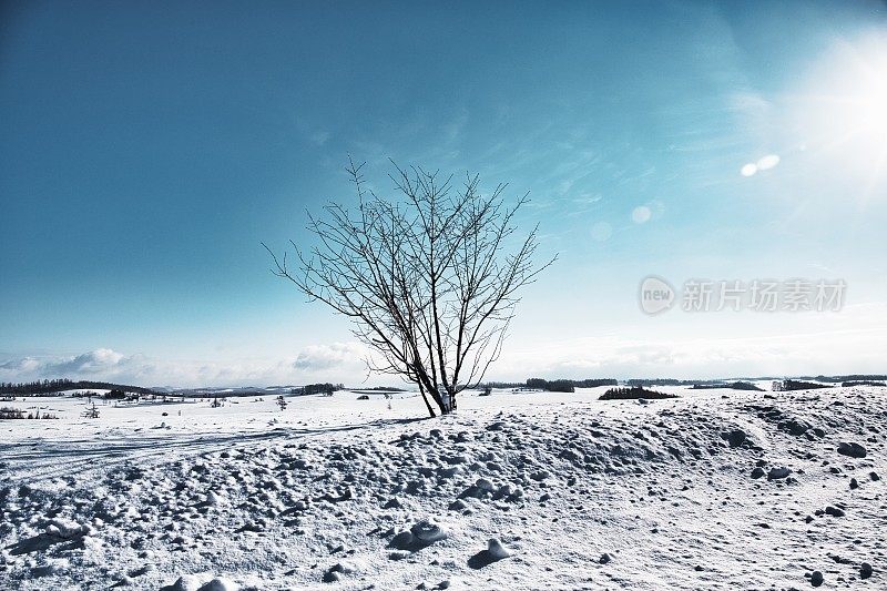 冬天的风景。Biei日本北海道