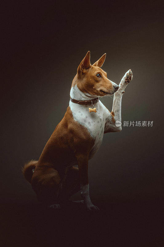 巴辛吉梗犬