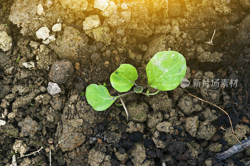 新种的茄子在土壤里施肥