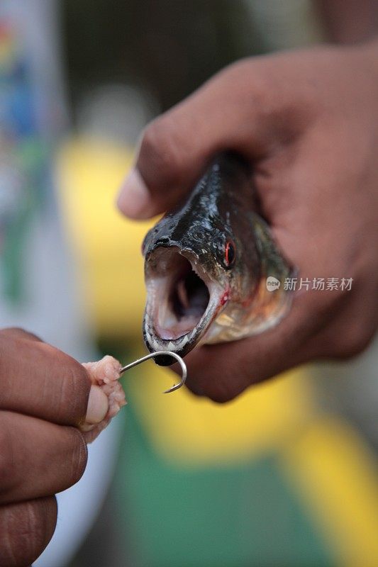 巴西亚马逊丛林河捕获的野生食人鱼