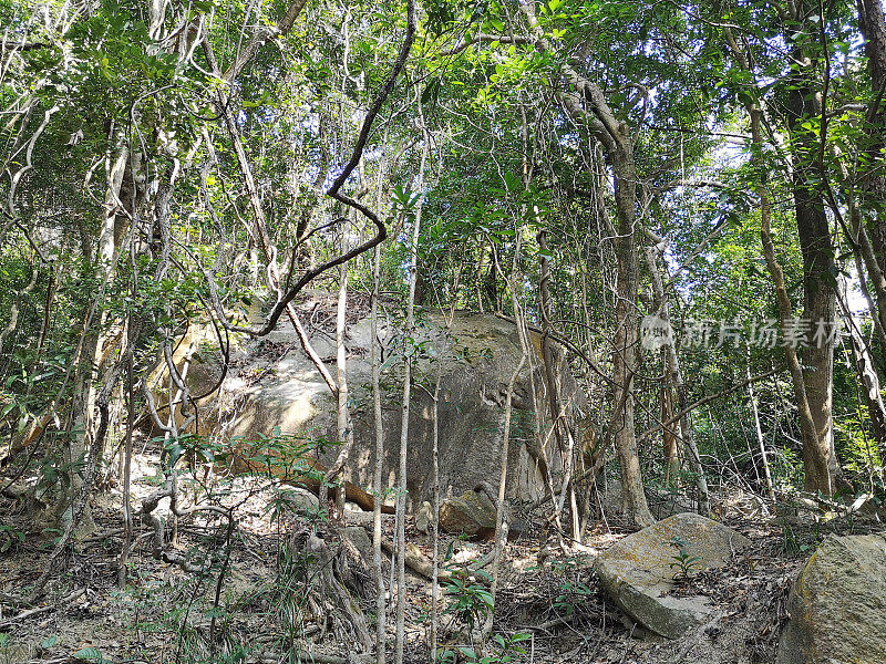 香港山顶植被繁茂