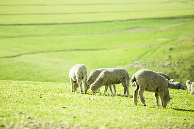 绵羊在阳光明媚的夏季景观