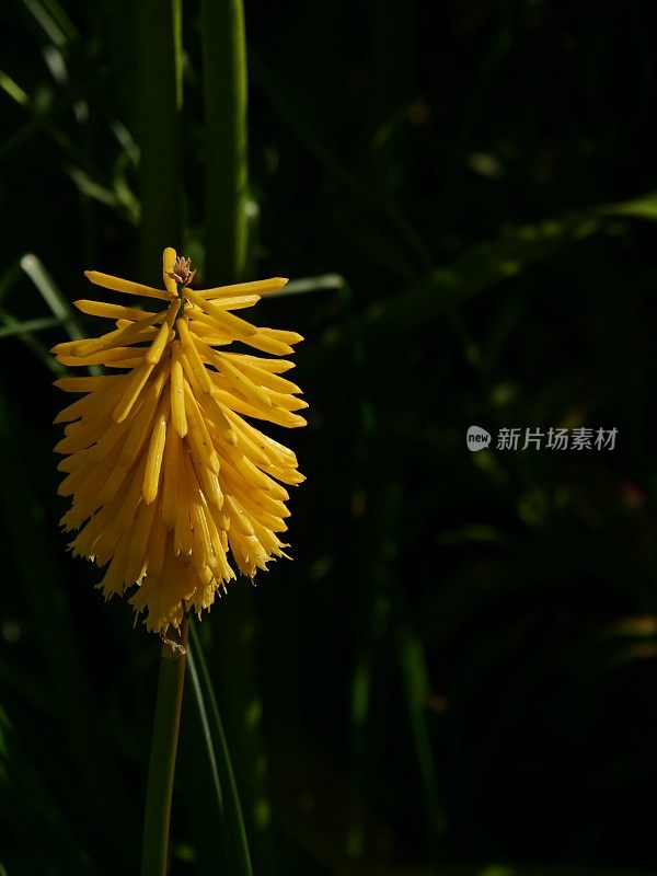 古老的围墙英国乡村别墅花园和分配与植物和鲜花