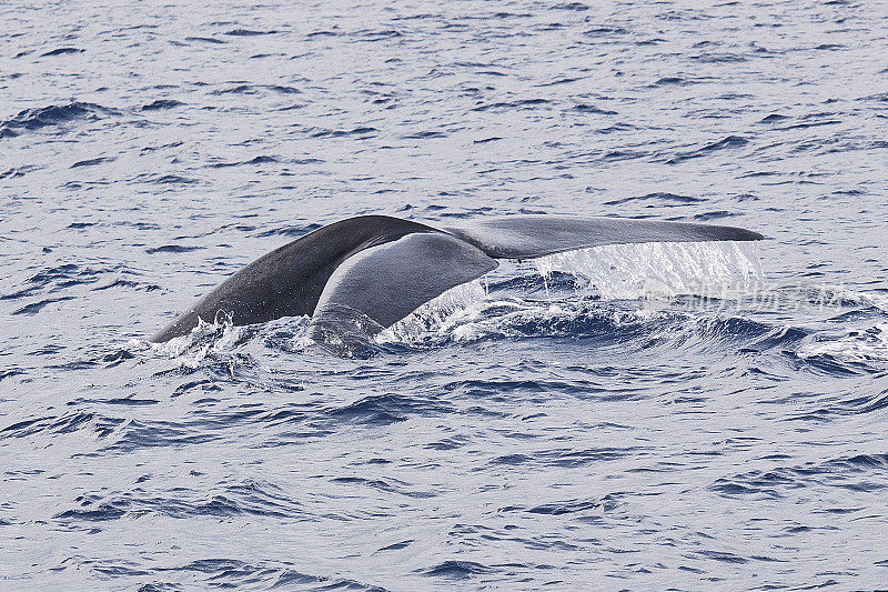一只蓝鲸潜入斯里兰卡的海水中