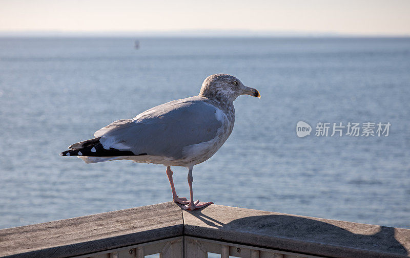 码头上的海鸥