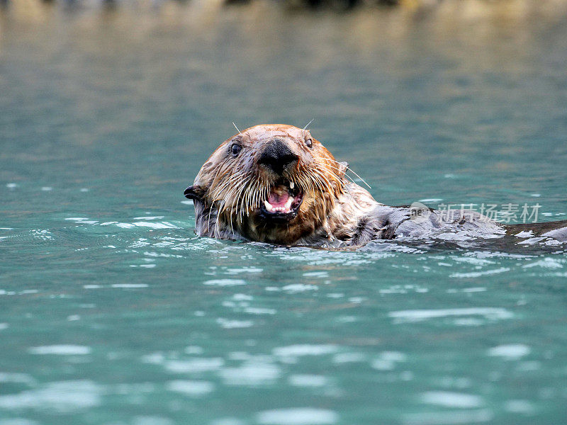 海獭