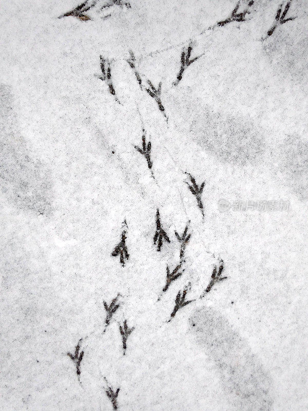 雪中有鸟的痕迹。
