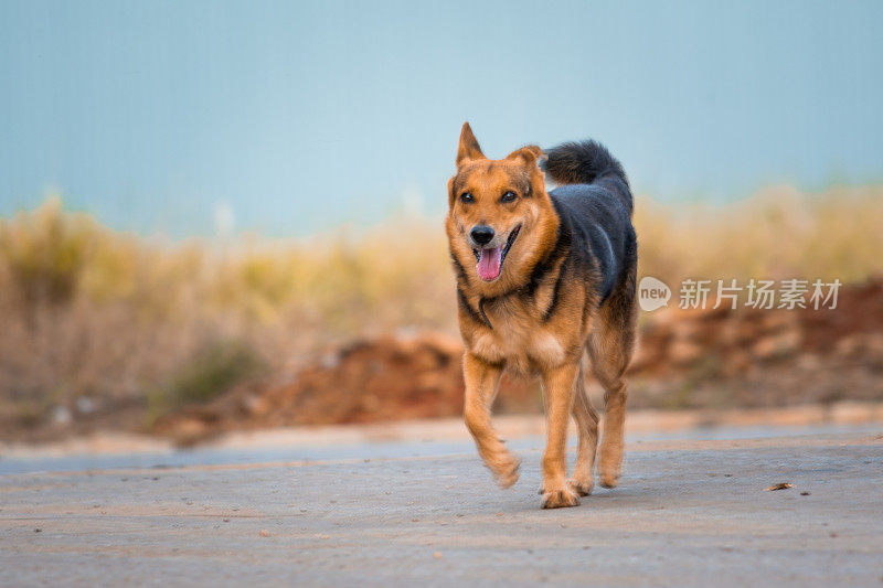 德国牧羊犬