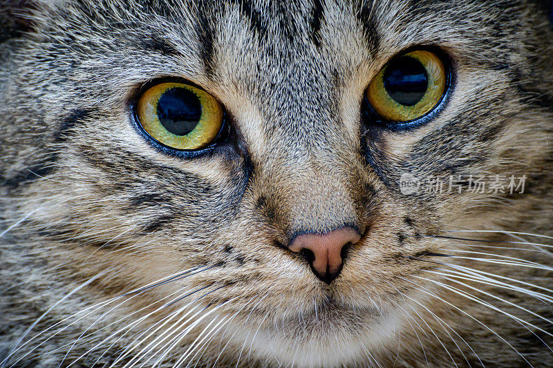 黄色眼睛的猫-特写