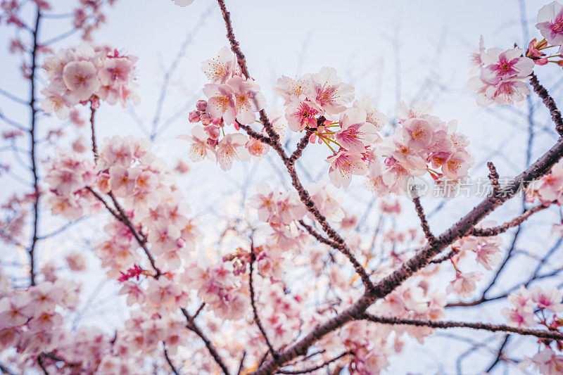 东京的樱花树
