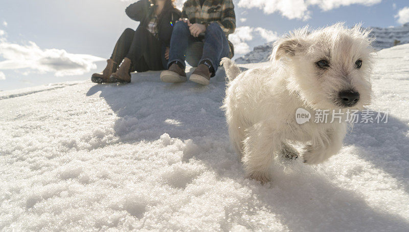 年轻的夫妇和狗在下雪的环境中玩耍