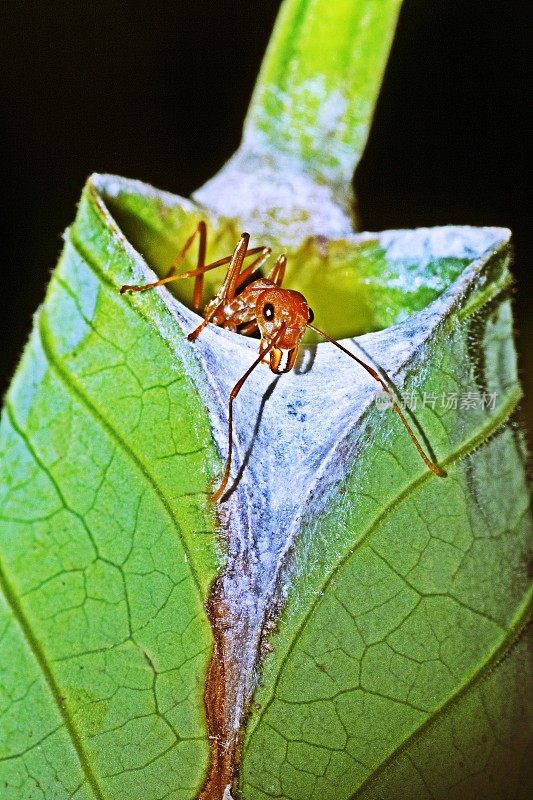 蚂蚁在树叶中折叠巢穴。