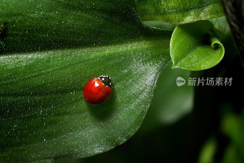 瓢虫(鞘翅目;在绿叶上