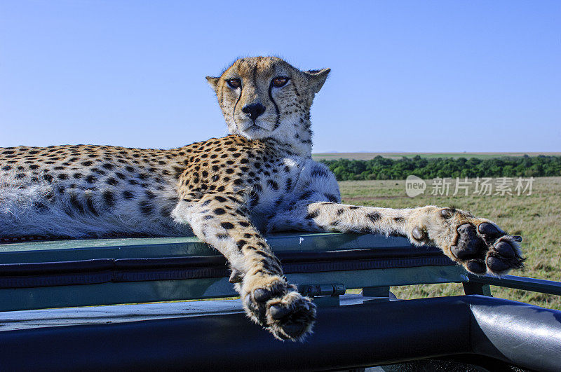野生猎豹躺在Safari车顶的特写