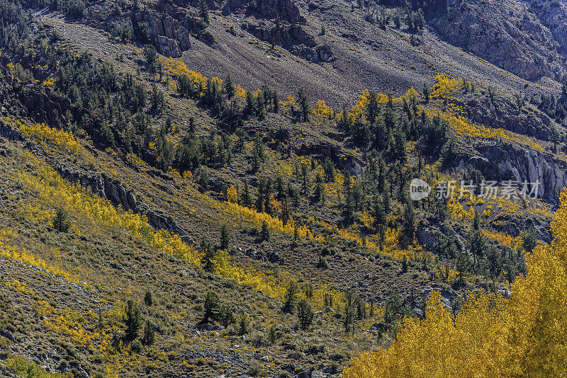 在主教溪的南叉山谷中颤动的白杨树在秋天的颜色。美洲山杨。因约国家森林位于加州内华达山脉东侧。